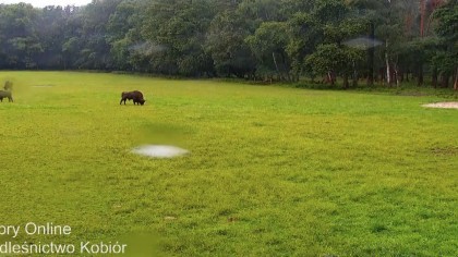 Puszcza Białowieska Żubry Białystok kamery internetowe webcams