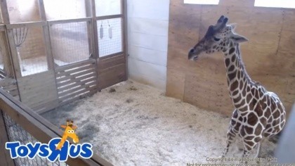 Harpursville - Animal Adventure Park - Giraffes, New York (USA) - Webcams