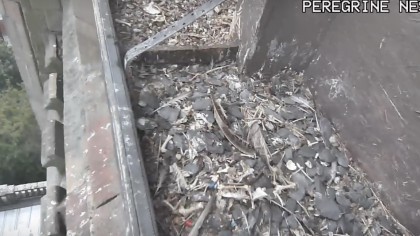 Derby - Peregrine Falcon, United Kingdom - Webcams