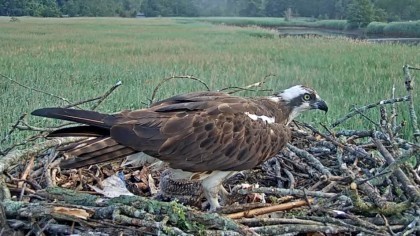 osprey cam hammonasset